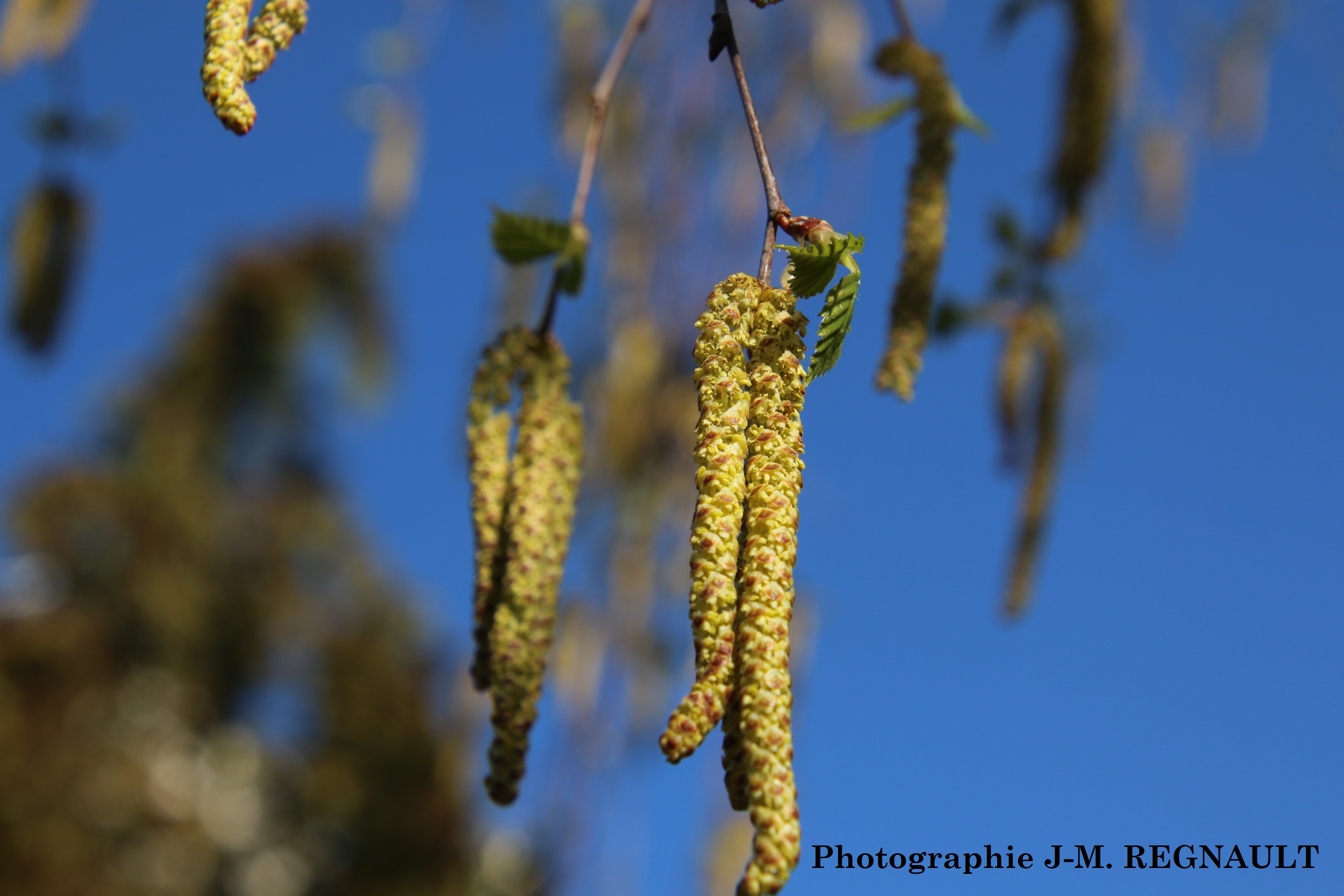 bouleau pollinisation 240320